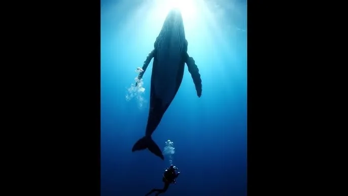 一区在线观看在线 - 深蓝星球：探索海洋深处的未知世界